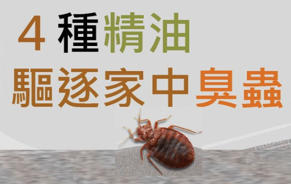 「蟲蟲危機」臭蟲肆虐 專家公開防治手段