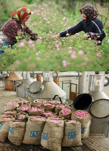 大馬士革玫瑰Rose Otto/ from Bulgaria 2ml體驗瓶
